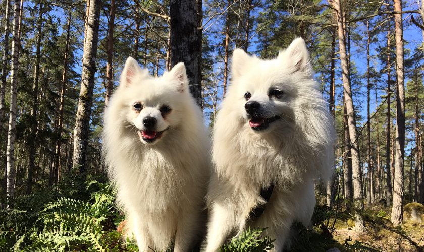 Emotional Support Dogs (1)