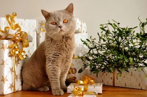 5 Stylish Gift Ideas for Pet Lovers -Fashion Accessories