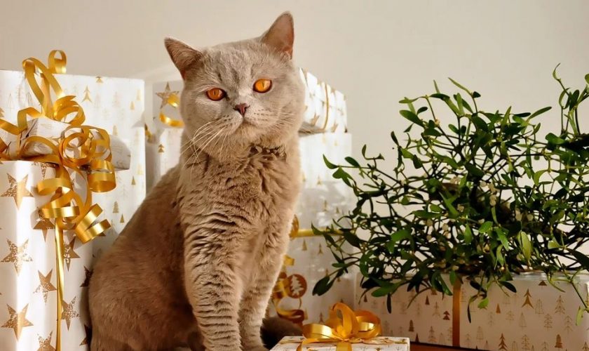 Pet Acccessories Ideas