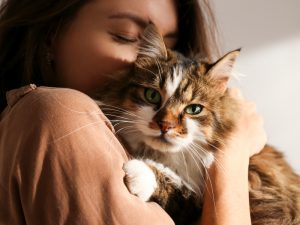 Cat Breed Guide - Breeds that Shed Little to no Hair