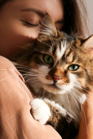 Cat Breed Guide – Breeds that Shed Little to no Hair