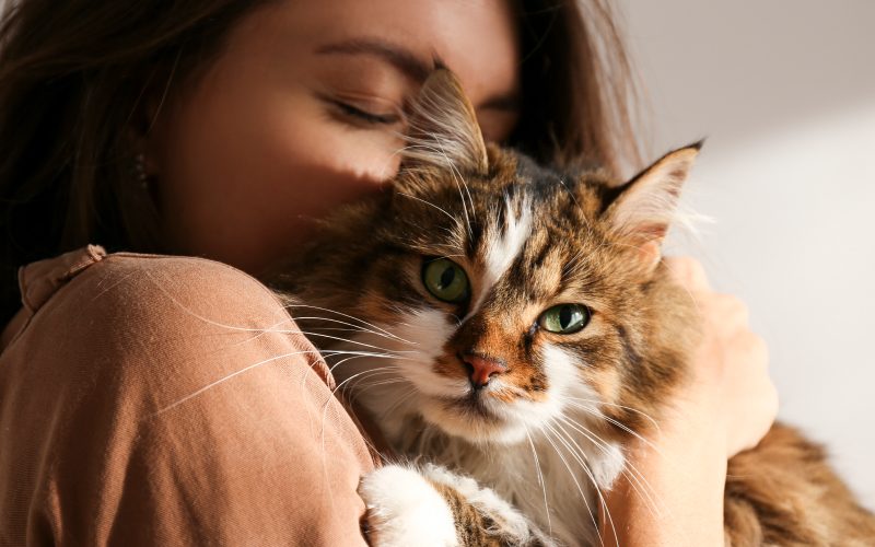 Cat Breed Guide – Breeds that Shed Little to no Hair