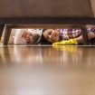 A Comprehensive Guide to Maintaining Healthy Indoor Floors for Every Home